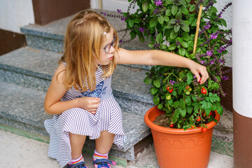 Cute little girl holding growing tomatoes in pot. Preschool child picking ripe vegetable and eating tomato