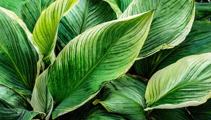 Wall Mural - leaves of spathiphyllum cannifolium abstract green texture nature background tropical leaf