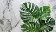 isolate dark green monstera large leaves philodendron tropical foliage plant growing in wild on white mable rock background concept for flat lay summer greenery leaf texture rainforest floral