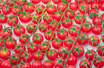 Wall Mural - Lot of red cherry tomato branches covered with small water drops. Top view. Food background.