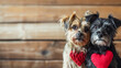 Two dogs of the Terrier breed on a wooden background with icons in the form of hearts. Free space for text