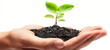 © KN Studio - A hand gently cradles a small plant, symbolizing the growth of new life in nature's embrace