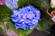 Blooming variety of large-leaved hydrangea (Hydrangea macrophylla 'Endless Summer') in a summer garden, bouquet with green leaves