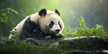Tranquil Panda Cub Enjoying Gentle Rain In Lush Forest