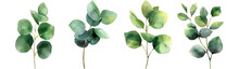 Eucalyptus Branches With Varying Leaf Arrangements, Isolated On A White Background
