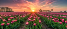 Enchanting Scenery With Netherlands Tulip Field And Sunrise.