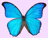Fototapeta Motyle - Morpho godartii butterfly isolated on pink background