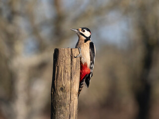 Canvas Print - Great-spotted woodpecker, Dendrocopos major