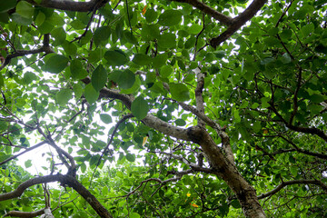 tree in the forest
