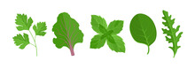 Green Salad Leaves Set. Arugula, Spinach, Parsley, Mint And Beet Leaf. Vector Cartoon Flat Illustration. Fresh Vegetables Icons.