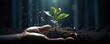Environmental Consciousness and Sustainability, A hand holding a sprouting plant, symbolizing environmental consciousness and sustainability