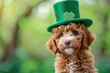 Cute labradoodle puppy dog wearing a leprechaun hat. Saint Patrick's Day theme concept. St. Patricks day with green background, Irish holiday.