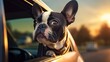 French bulldog looking out of the car window on sunset background. Generative AI