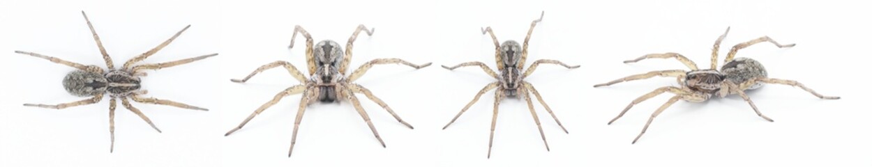 Hogna antelucana is a fairly common species of wolf spider in the family Lycosidae isolated on white background. Florida example four views