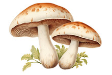 Composition Of Two Mushrooms With Grass At The Back Vintage  Botanical Book Illustration,png