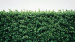 An isolated view of a beautifully manicured green hedge, emphasizing the textures and shades of the leaves The image portrays the hedge as a symbol of natural elegance and tranquility