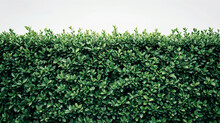 An Isolated View Of A Beautifully Manicured Green Hedge, Emphasizing The Textures And Shades Of The Leaves The Image Portrays The Hedge As A Symbol Of Natural Elegance And Tranquility