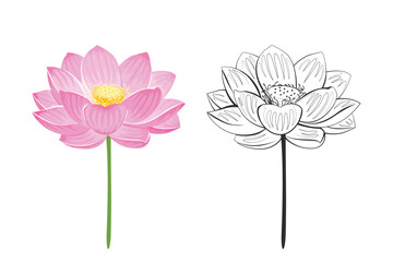 Wall Mural - Lotus flower color cartoon illustration and outline. Line-art isolated on white background. Vector simple herbal plant icons. 