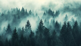 Fototapeta Las - A mysterious forest of fir trees in the fog