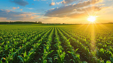 A Field Of Corn At Sunrise