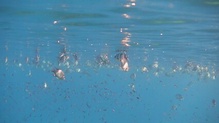 Wall Mural - A school of small fish near the surface of the sea in the calm. Underwater ocean background