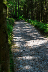 Fototapeta path and streets in the bavarian forest