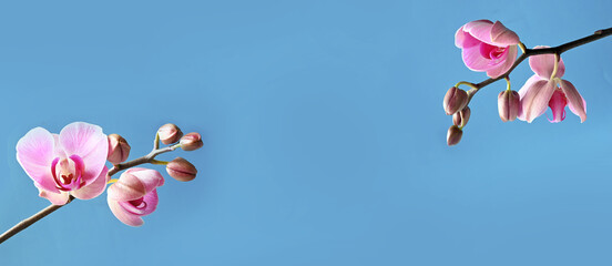 Wall Mural - branch of tropical orchids on blue background.