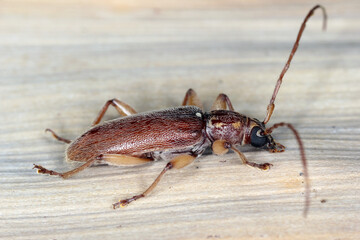 Wall Mural - Ceresium unicolor, longhorn beetle (Cerambycidae), also known as long-horned or longicorns found on island of Mauritius.