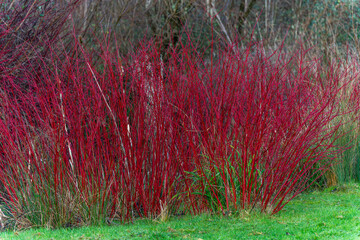 Wall Mural - cornus alba shrub with crimson red stems in winter and red leaves in autumn commonly known as dogwoo
