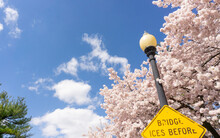 Cherry Blossom In Washington D.C.