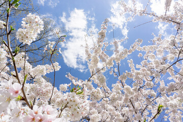 Cherry blossom in Washington D.C.