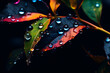© sugastocks - leaf on black amoled wallpaper background