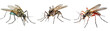 Collection of mosquitos isolated on transparent or white background