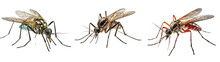 Collection Of Mosquitos Isolated On Transparent Or White Background