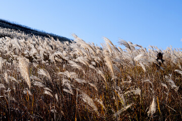 swaying reeds in the wind on the hill