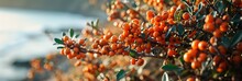 Golden Hour Light Washes Over Rich Sea Buckthorn Berries Against A Backdrop Of Serene Sea.