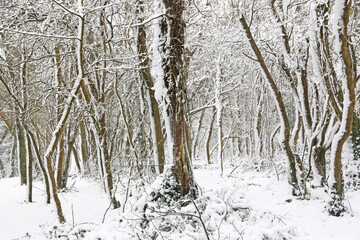 Poster - Trees in the snow after a winter storm