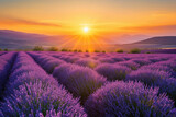 Fototapeta Do przedpokoju - A mesmerizing view of a lavender field during the golden hour of sunset