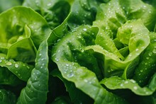 Close Up Of Fresh Leaves Of Lettuce