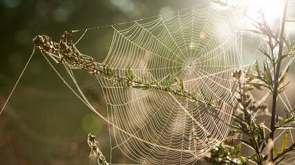 cobwebs on field plants, morning Sunshine, blurred background, dry flowers, web, bokeh, warm sunlight, soft focus. baner. autumn background. macro nature, spider web on meadow flowers