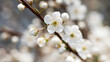 Twig of flowering blackthorn, Prunus spinosa, in spring. white flowers, natural floral background. delicate spring flowers, close-up. spring natural background, flowering tree. macro photo