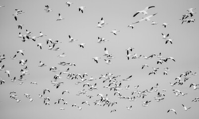 Snow Geese flying