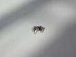 Male fleecy jumping spider (Pseudeuophrys lanigera) on white sheet of paper