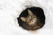 Katze in Schneehöhle