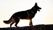 german shepherd silhouette isolated on white background