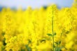 Agricultural field with rapeseed plants., rape blossoms in the field, close up, selective focus, mustard plants, brassica napus, sheet of cole flowers.