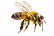 © Bipul Kumar - A close-up of a bee's face and wings. Generative AI