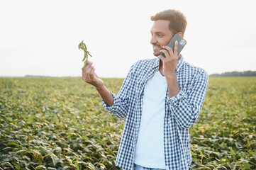 An Indian farmer works in a soybean field. The farmer examines and inspects the plants.