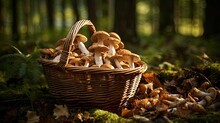 Collected Porcini Mushrooms In A Basket In The Forest 