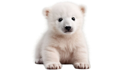 Wall Mural -  Cute little polar bear cub isolated on white transparent